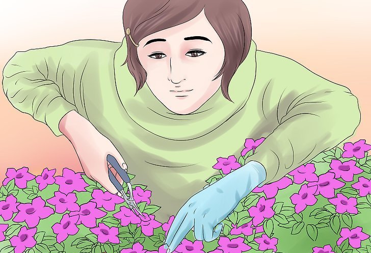 как вырастить рассаду петунии в домашних условиях