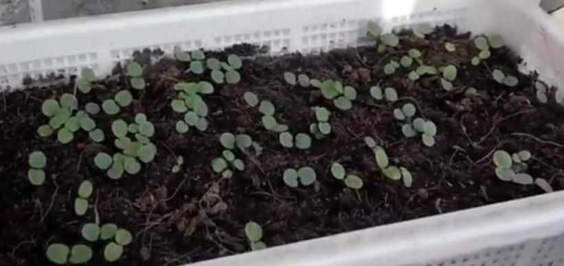 как правильно выращивать петунии
