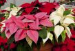 Цветок рождественская звезда: фото, описание, уход и размножение
