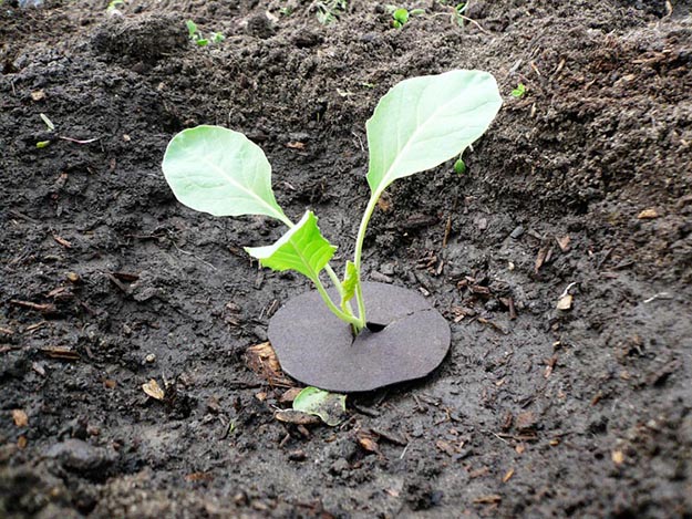 Как выращивать капусту брокколи в открытом грунте саженцами?