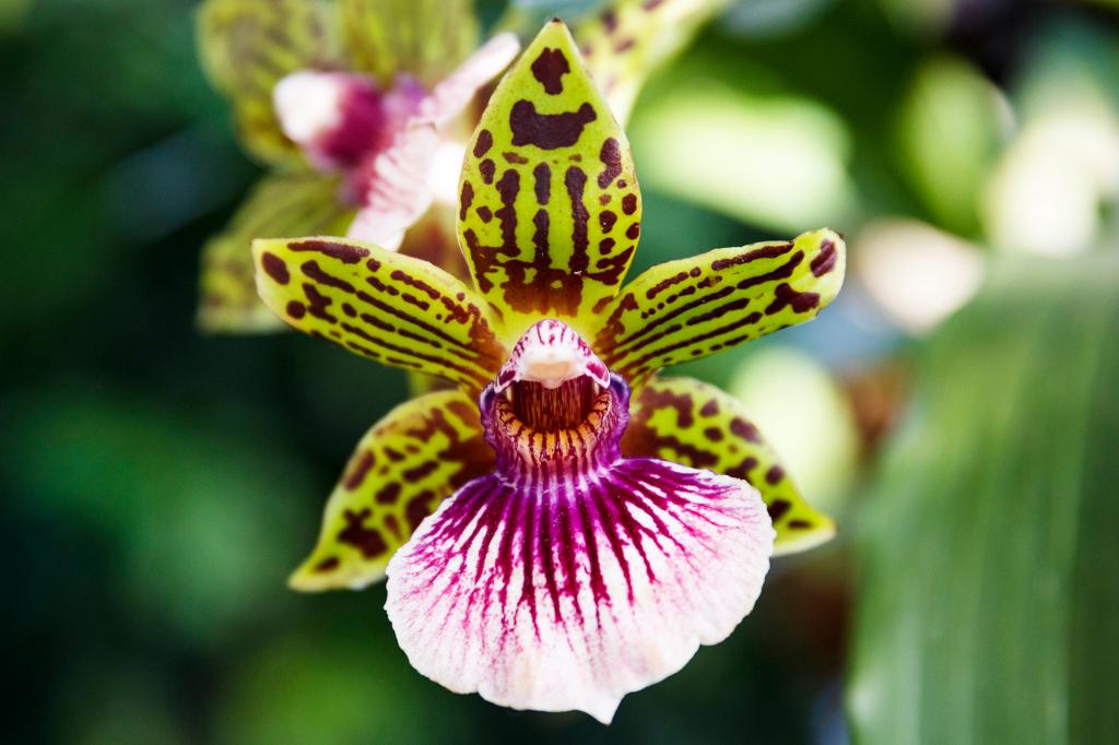 как пересаживать орхидею