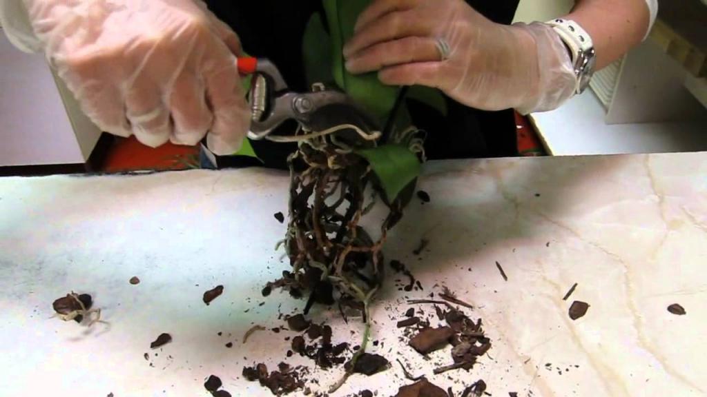 как правильно пересаживать орхидею в домашних условиях