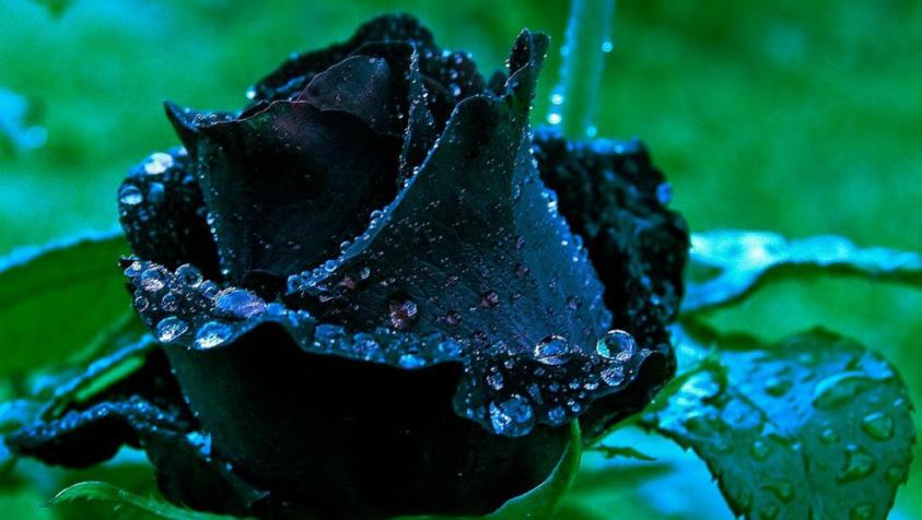 Черная мокрая роза