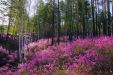 Багульник фото растения где растет в России