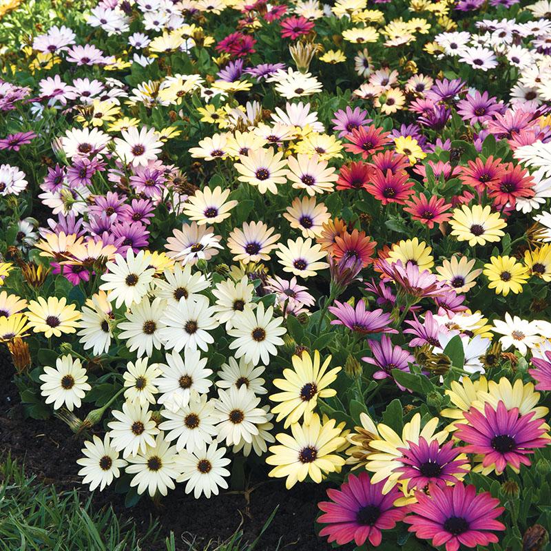Остеоспермум 49 фото это однолетний или многолетний цветок Выращивание в открытом грунте и в домашних условиях посадка и уход Когда сажать семена
