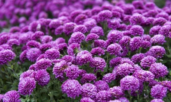 Фиолетовый хризантемы