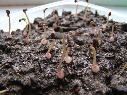 Выращивание цикламена из семян