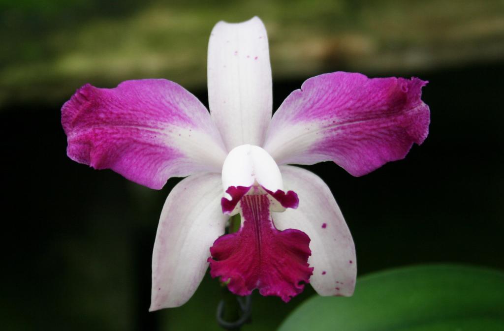 Орхидея Каттлея.