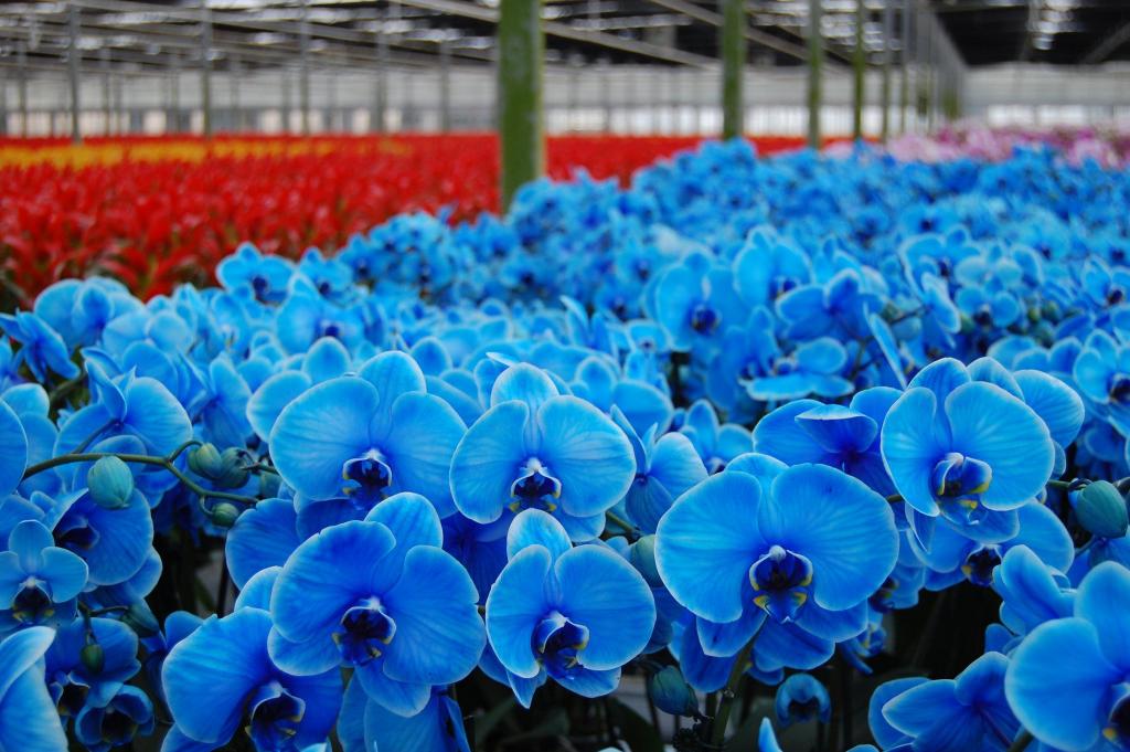 Голубые орхидеи.