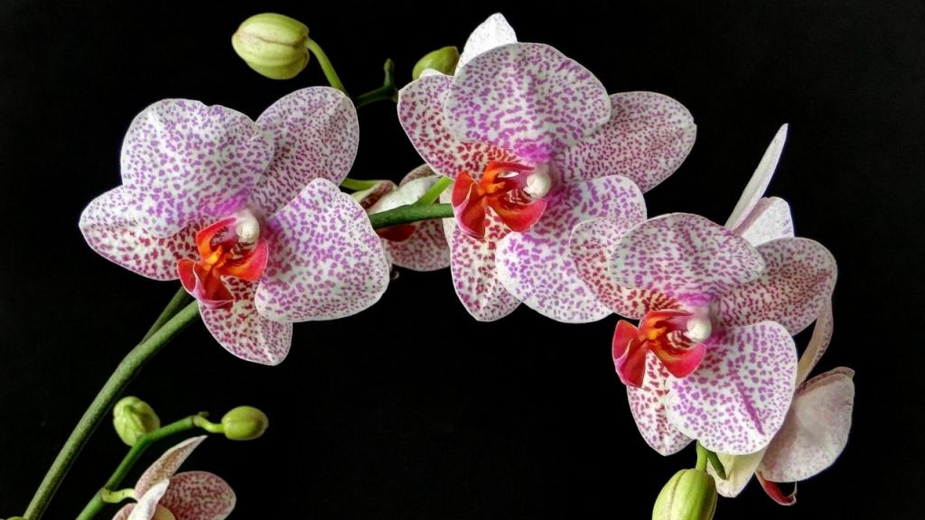 Орхидея Камбрия.