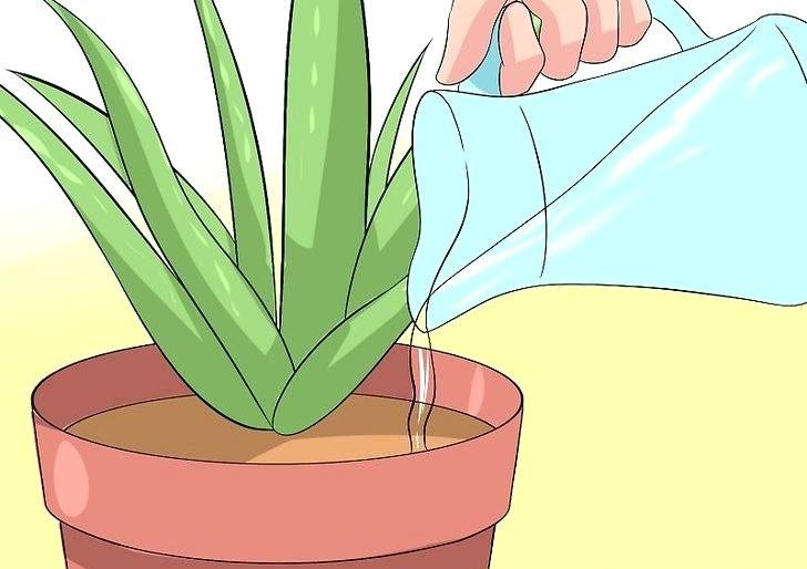 как поливать растение