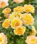 Лучшие сорта роз почвопокровных: посадка и уход
