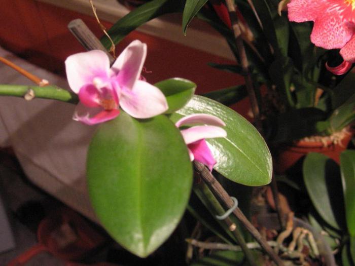 орхидея розовая