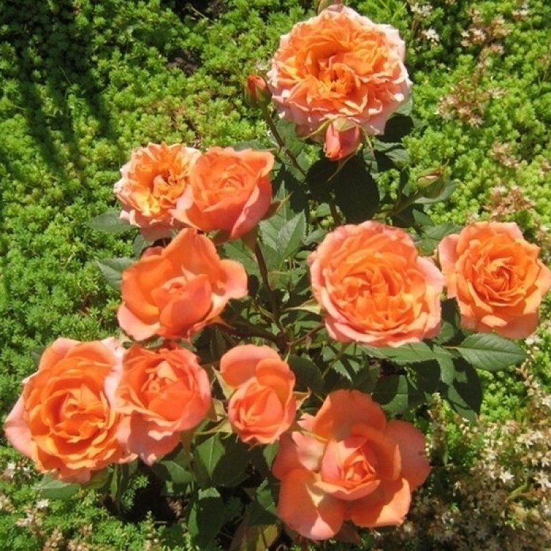 роза Кордана в саду