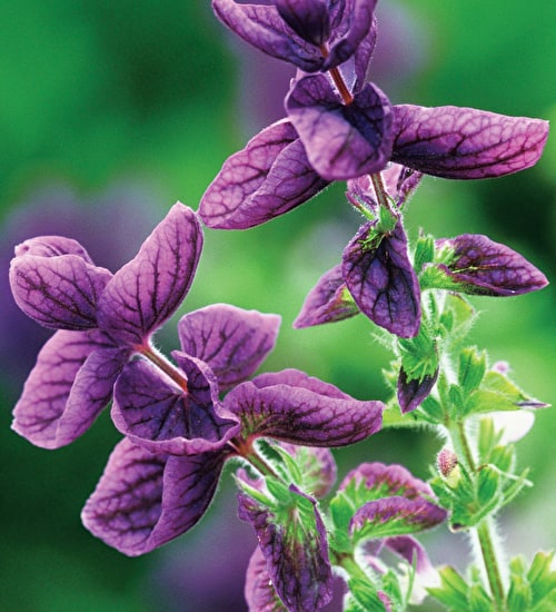 Цветки фиолетовой сальвии