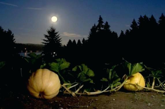 Лунный календарь садовода на октябрь