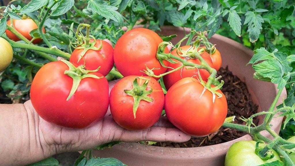 Детерминантный сорт помидоров что это: понятие, виды, плюсы и минусы