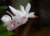 Белый декабрист цветок