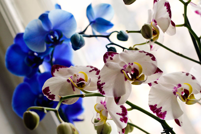 Синяя орхидея фото