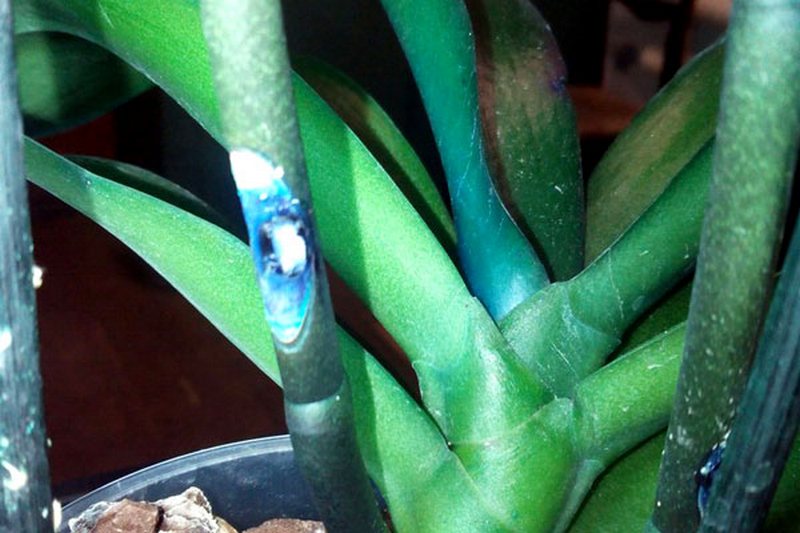 Синяя орхидея крашеная или нет