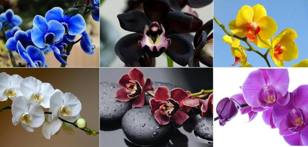 Синяя орхидея фото цветок