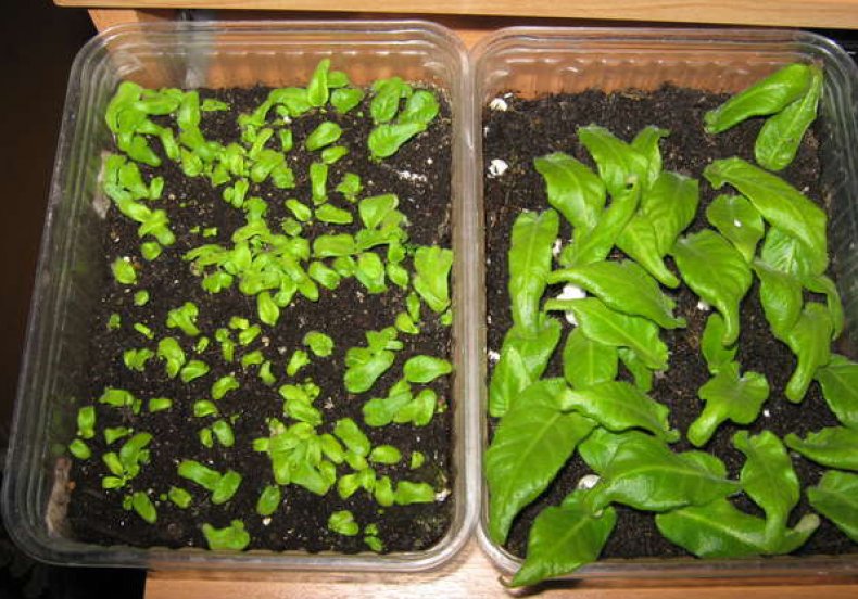 стрептокарпусы уход и выращивание из листа
