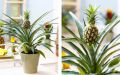 Как вырастить ананас в домашних условиях из верхушки, уход, видео