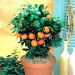 Jak pěstovat mandarinky doma?