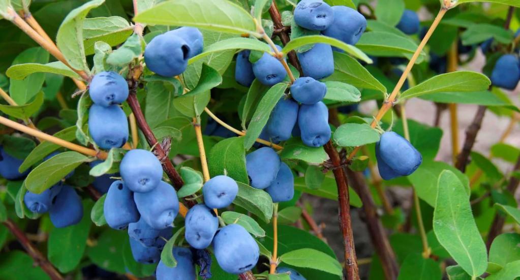 ягода вытянутая синего цвета