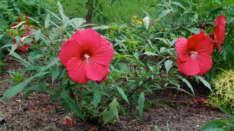 Гибискус цветок садовый уход посадка и уход в открытом грунте