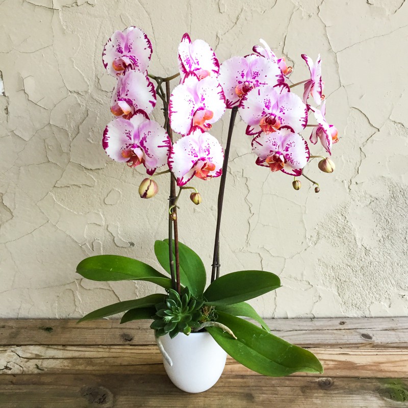 Выращивание орхидей в домашних условиях | Стройпарк
