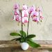 Цветок орхидея уход в домашних