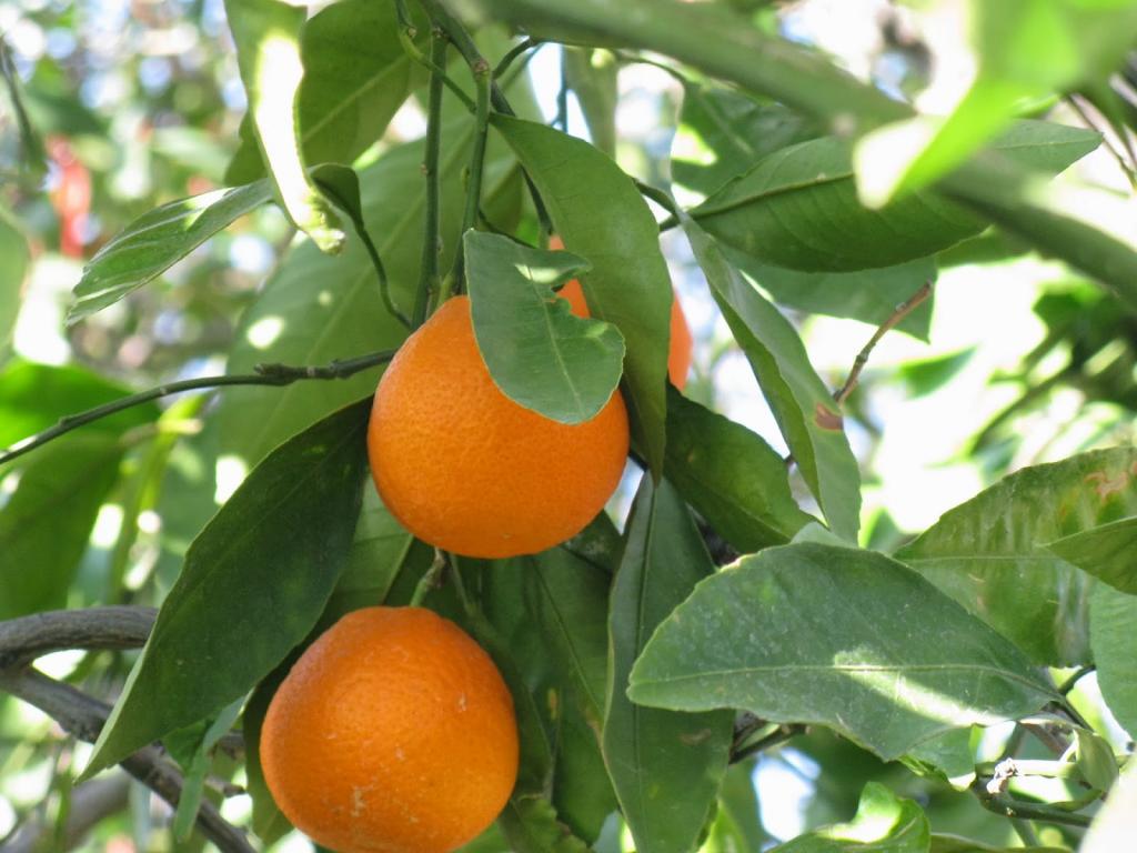 Спелые мандарины на солнце