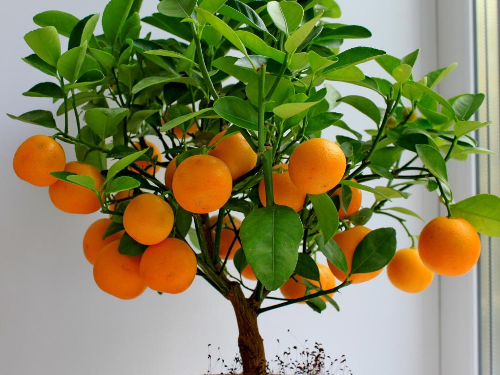 Оранжевые мандарины на дереве.