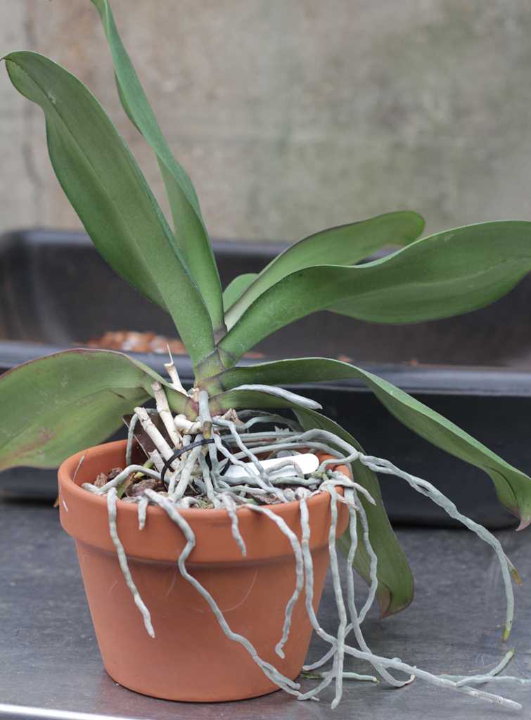 Как и когда пересаживать орхидею в домашних условиях