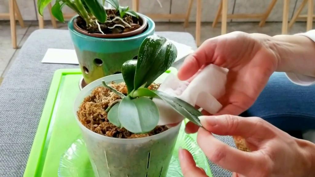 Чем обработать орхидею от мучнистого червеца