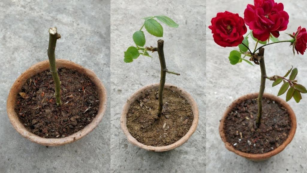 Как вырастить розу из букета в домашних условиях в воде?