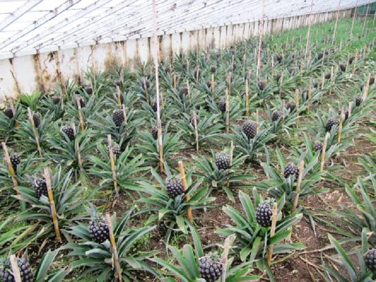 В каких странах выращивают ананасы