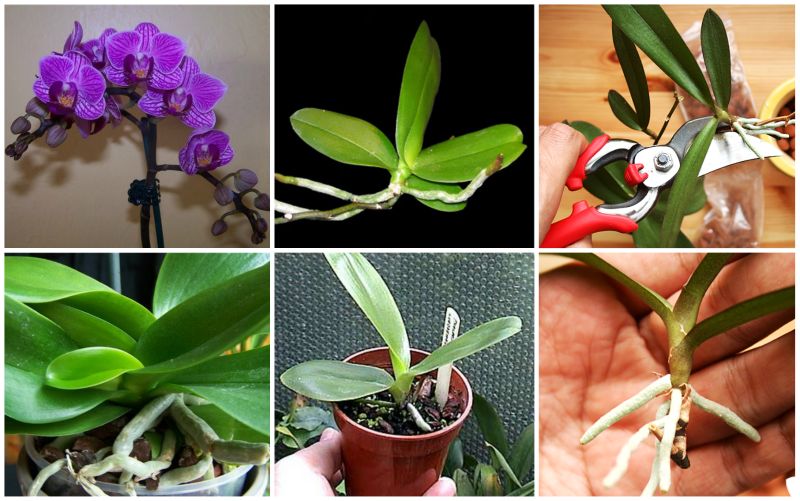 Как вырастить орхидею из отростка