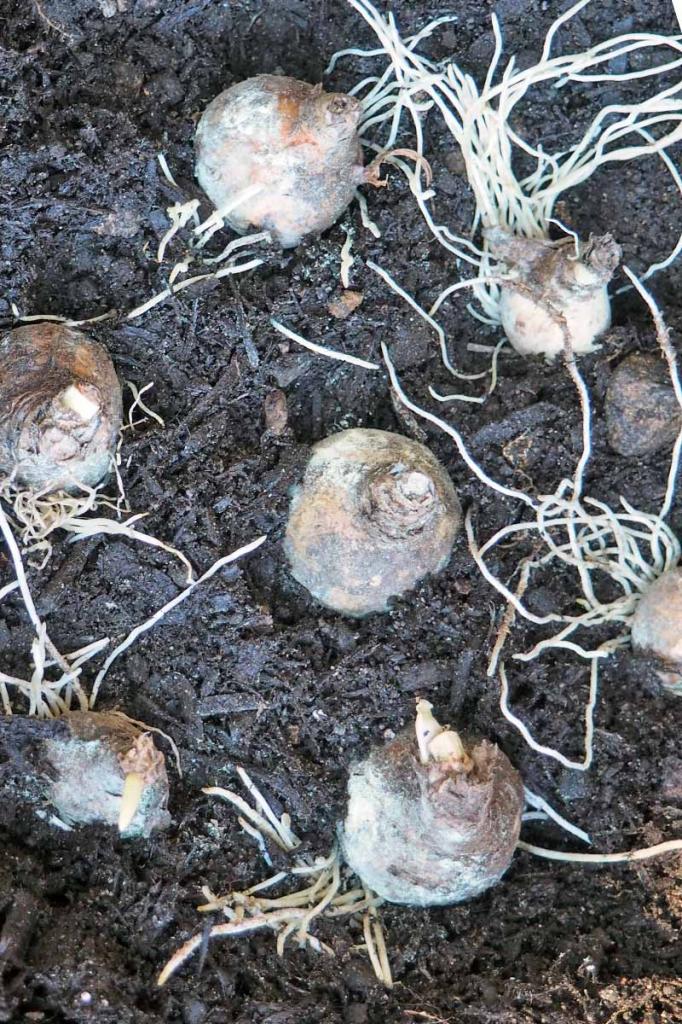 выкопанные луковицы тюльпанов