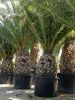 Условия выращивания и ухода за финиковой пальмой дома