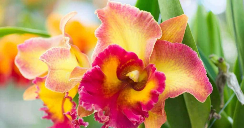 Комнатная орхидея название