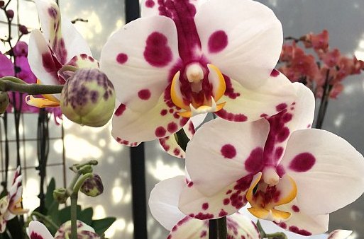 Комнатный цветок орхидея уход в домашних