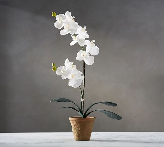 орхидея реанимация в домашних условиях