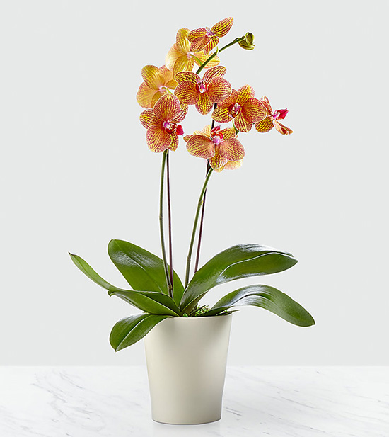 как реанимировать орхидею в домашних поникли листья