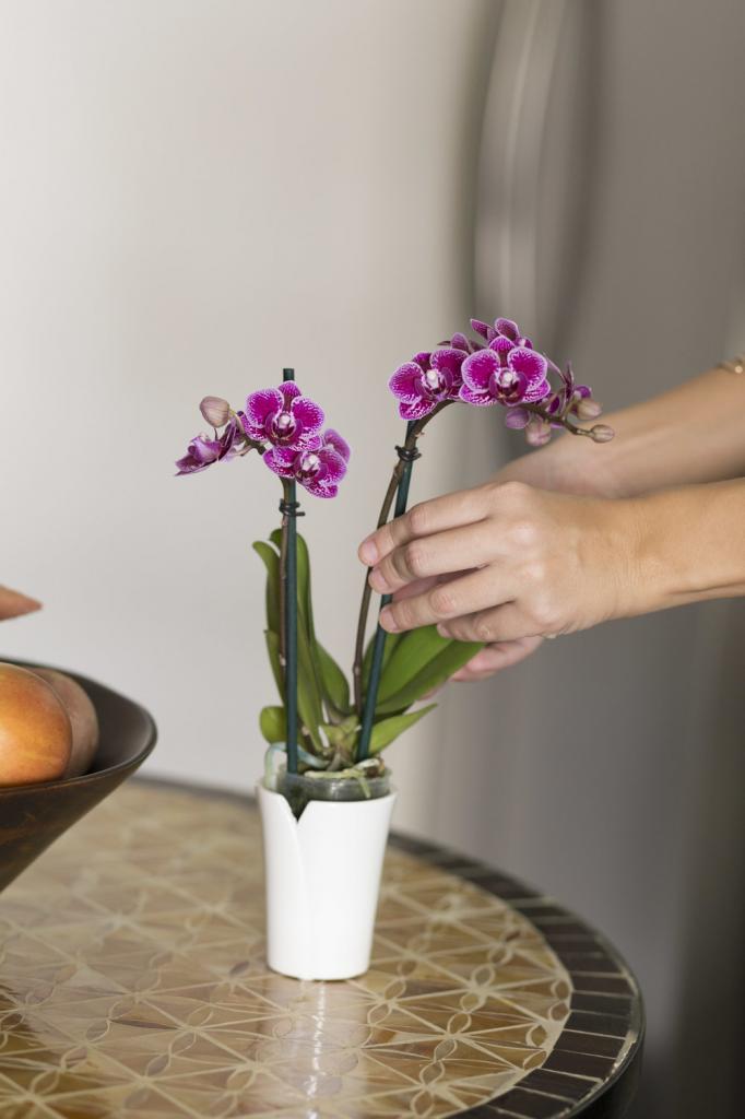 как реанимировать засохшую орхидею в домашних условиях