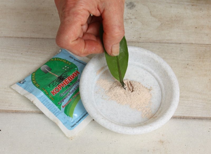 Пошаговый процесс размножения Замиокулькаса листом