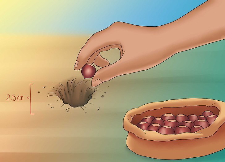 Как посадить орех каштана