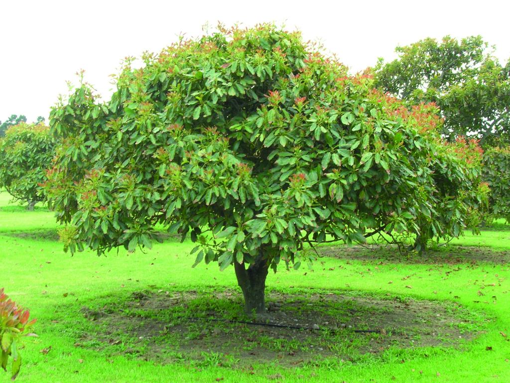 Дерево авокадо