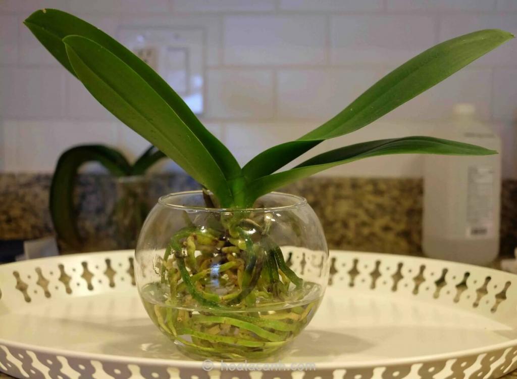 Орхидея в воде
